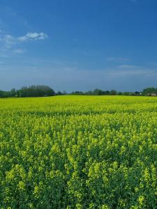 un champ de fleurs jaunes devant un ciel bleu dans l'établissement Schule 7, à Windeby