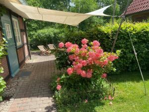einen Garten mit rosa Blumen und einem Sonnenschirm in der Unterkunft Großzügiges Studio mit Küchenzeile und Badezimmer in einem kleinen Fachwerkhaus mit eigener Terrasse in Dömitz + 4 Fotos