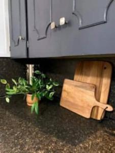 拉斐特4BR Downtown Lafayette-Garden Parking Walk to Arts District的两株植物放在带柜子的柜台下面