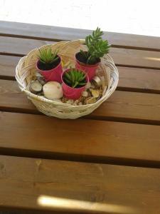 a basket with four plants in it on a bench at Elpida Studio in Trapezaki +57 photos