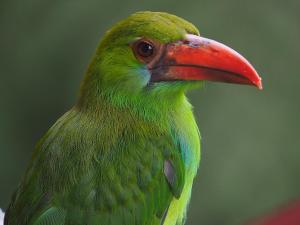 a green bird with a red beak at Cabane Limon - Salento in Salento