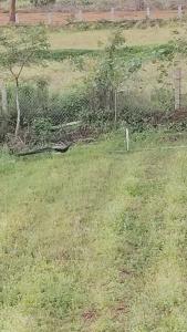 Un campo de césped con una valla y árboles. en Peacock Abode Farm, en Bangalore