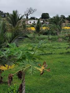 Una palmera en un campo de hierba con una casa al fondo. en Peacock Abode Farm, en Bangalore