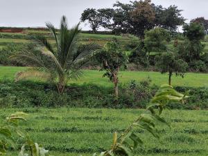 Un campo de hierba con árboles y palmeras en Peacock Abode Farm, en Bangalore