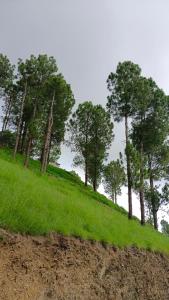 a group of trees on a hill with grass at Ranim Family Lodge Abbottabad in Abbottābād