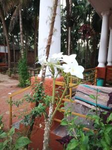 Un jardín fuera de Stone Guest House Gokarna 2 fotos más