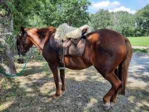 ein braunes Pferd steht neben einem Baum in der Unterkunft Gîte chaleureux avec jardin, accueil chevaux, proche Loire à Vélo et sites historiques - FR-1-590-415 in Sigloy