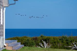 een groep vogels die op een rij boven de oceaan zitten bij Blue Ocean Cove Beach House in Saint Peters