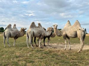 Άλλα ζώα σε αυτό το διαμέρισμα ή στη γύρω περιοχή