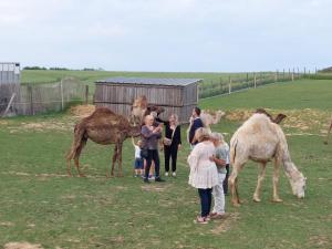 Άλλα ζώα σε αυτό το διαμέρισμα ή στη γύρω περιοχή