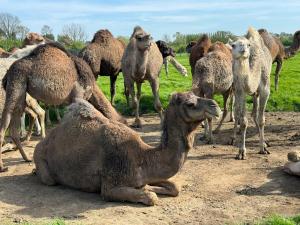 Άλλα ζώα σε αυτό το διαμέρισμα ή στη γύρω περιοχή +3 φωτογραφίες
