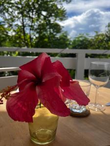 a red flower in a glass vase on a table at Grand studio Plaisance et Fleurs in Le Vauclin +29 photos