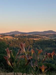 a group of flowers on top of a hill at Auberge & Camping Sabatoux in Montusclat