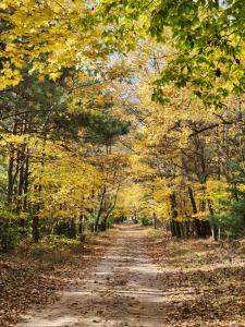 ein Feldweg mit gelben Bäumen in der Unterkunft Scenic Drive Resort in Muskegon