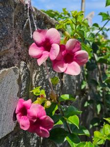 two pink flowers hanging from a stone wall at Dolphin Luxury villas in Yercaud