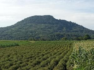 un campo de cultivos con una montaña en el fondo en Castello, en Tomohon