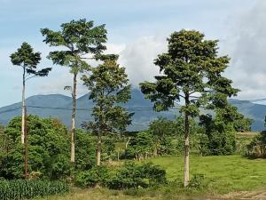 a group of three tall trees in a field at Castello in Tomohon