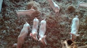 Zvieratá na farme alebo blízkom okolí