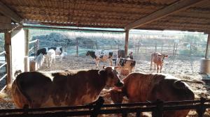 Zvieratá na farme alebo blízkom okolí