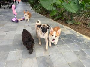 un groupe de trois chiens et un chat sur une terrasse dans l'établissement Nguyen Shack Retreat Resort, à Phong Nha 85 autres photos