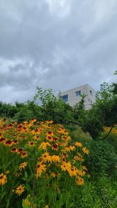 Vườn quanh Antonio's Farm