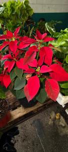 Φωτογραφία από το άλμπουμ του Red lantern σε Σαν Φερνάντο