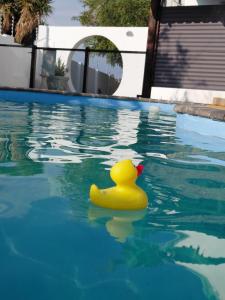 a yellow rubber duck floating in a swimming pool at Blue Olive B&B in Gobabis