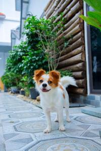 Domácí mazlíčci ubytovaní s hosty v ubytování Puppy Hotel Homestay