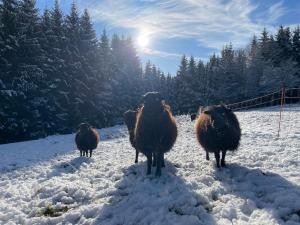 a group of sheep walking in the snow at Fuchs & Has` in Marienberg