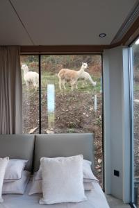 Se ven dos ovejas a través de la ventana de un dormitorio. en Galactic getaways MARS, en Prestatyn