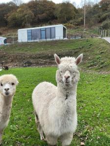 dos ovejas blancas de pie en un campo de hierba en Galactic getaways MARS, en Prestatyn
