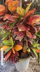 Κήπος έξω από το Casa aconchegante