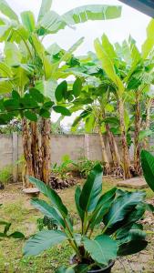 Κήπος έξω από το Pai Baan Family