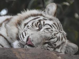 Άλλα ζώα σε αυτό το καταφύγιο ή στη γύρω περιοχή +27 φωτογραφίες