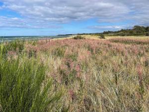 a field of tall grass with the ocean in the background at 16 person holiday home in Glesborg in Fjellerup Strand