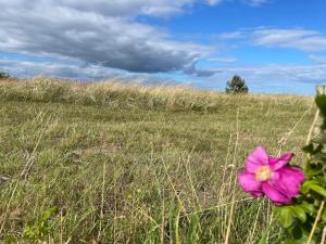 a pink flower in a field of grass at 16 person holiday home in Glesborg in Fjellerup Strand