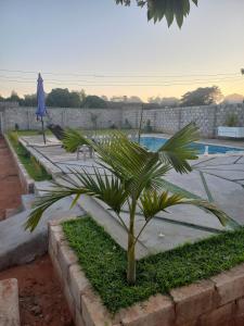 uma palmeira num jardim junto a uma piscina em Yeta Apartments em Livingstone