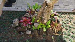 Zahrada ubytování Pondok Murni Mesari