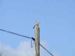 a bird perched on top of a wooden pole at Finca El Chorrillo Studio in Alcuéscar +25 photos