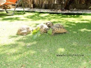 Trois tortues sont debout dans l'herbe dans l'établissement Ferienhaus Karmen Auf Zwei Ebenen Mit Garten, à Orebić