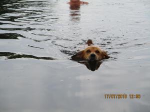 un chien brun nageant dans un corps d'eau dans l'établissement Appartement Mit Garten, Grill Und Terrasse, à Parey