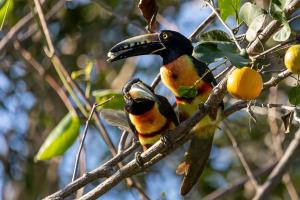 two birds perched on a branch of an orange tree at Treehouse Tulum H2Ojos in Tulum
