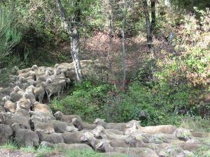 Imagen de la galería de Le Gîte de Saint Izaire, en Broquiès