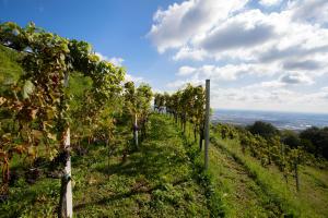 une rangée de vignes sur une colline sous un ciel bleu dans l'établissement Cavril Agriturismo, à Sotto il Monte