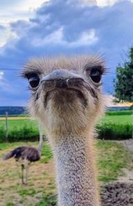 Zvířata v apartmánu nebo okolí