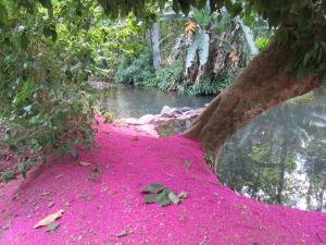 SierpeにあるSabalo Lodge Tours and Cabinsの川の横の地面にピンクの塗装をした木