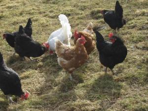 um grupo de galinhas na relva em Steinern em Ufhusen