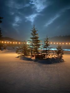 un groupe d'arbres dans la neige la nuit dans l'établissement Aux Berges du lac Castor, à Saint-Paulin 46 autres photos