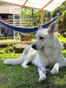 un chien blanc en laisse allongé dans l'herbe dans l'établissement Recanto de Gaia, à Ilhabela