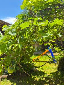 des jeux pour enfants dans une cour avec un arbre dans l'établissement Recanto de Gaia, à Ilhabela